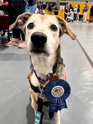 Cuddles, Hound, senior, available for adoption