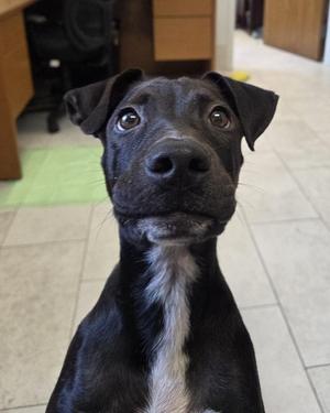 Duncan, Labrador Retriever, puppy, available for adoption