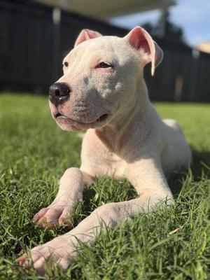 Bingo, American Bulldog, puppy, available for adoption