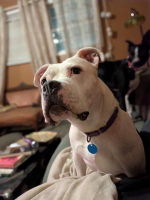 Baby Girl (In Foster), American Bulldog, adult, available for adoption