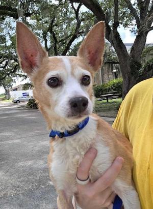 Harry (Senior), Chihuahua, senior, available for adoption