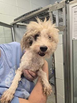 A fluffy, light-colored dog with a shaggy coat is being held by a person in a blue shirt. The dog appears to be in a shelter or kennel setting, with metal cages and a tiled wall in the background.