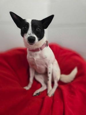 Izzy, Rat Terrier, senior, available for adoption