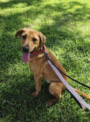 Harper, Golden Retriever, puppy, available for adoption