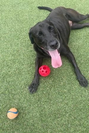 A black dog lying on green artificial grass with its tongue out, next to a red ball and a tennis ball.