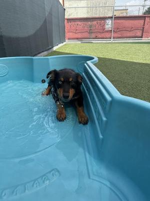 Dominic, Australian Shepherd, puppy, available for adoption