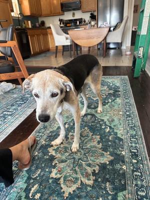 Cuddles (Senior in Foster), Hound, senior, available for adoption