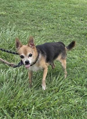 a small dog with black and tan fur standing on grass