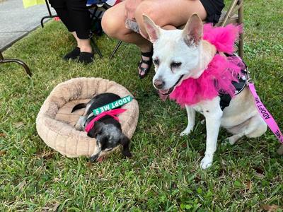 Addie (Senior in Foster), Hound, senior, available for adoption