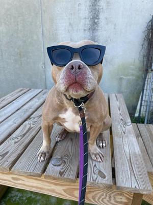 A pitbull-type dog wearing large black sunglasses sits on a wooden picnic table, facing forward with a leash attached.