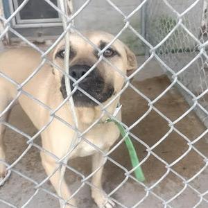 A light-colored dog with a green leash is behind a chain-link fence.