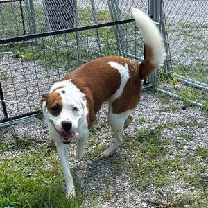 Mowgli, Mixed Breed (Medium), adult, available for adoption