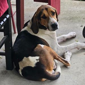 Coonie, Coonhound, Treeing Walker, adult, available for adoption