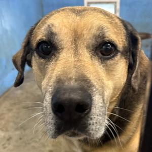 Max, Shepherd, German, senior, available for adoption