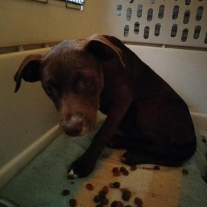 A brown dog sitting in a cage with food scattered on the floor.