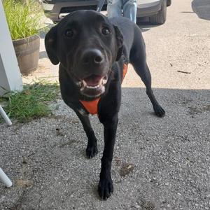Holly, Retriever, Black Labrador, adult, available for adoption