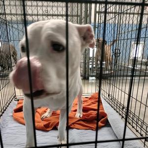 Malibu, Terrier, American Pit Bull, senior, available for adoption