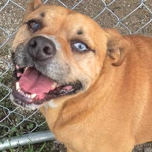 Connelly, Mixed Breed (Medium), adult, available for adoption