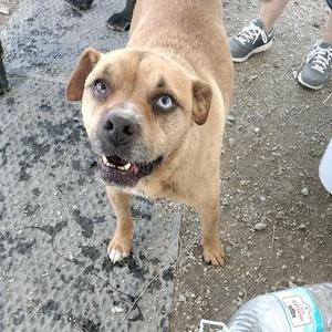 A light brown dog with heterochromia (one blue eye, one brown eye) looking up at the camera.