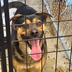 Sassy, Mixed Breed (Medium), adult, available for adoption