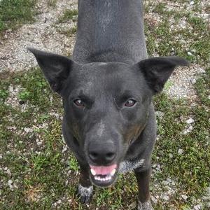 A black dog with pointed ears and a pink tongue is looking up at the camera on a grassy area.