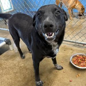Prince, American Blue Heeler, adult, available for adoption