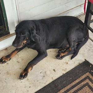 Connie, Hound, Black and Tan Coonhound, senior, available for adoption