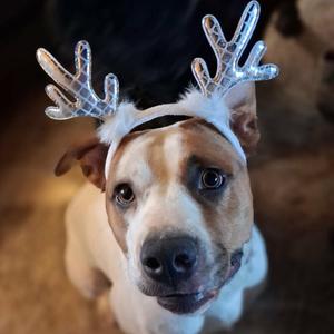Lucy, Mixed Breed (Medium), adult, available for adoption