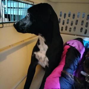 Rick, Shepherd, German, adult, available for adoption