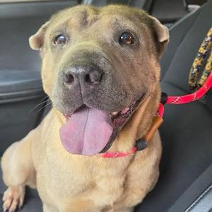Jessie, Pei, Shar, adult, available for adoption