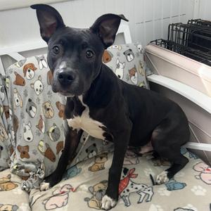 Sonic, Boxer, adult, available for adoption