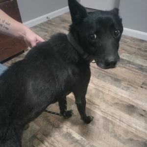 A black dog standing on a wooden floor, being petted by a person's hand.