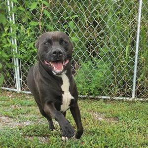 A black and white dog running on grass in front of a chain-link fence.