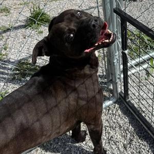 Bullet, Mixed Breed (Medium), adult, available for adoption