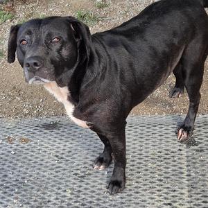 A black dog with a white patch on its chest standing on a textured surface.