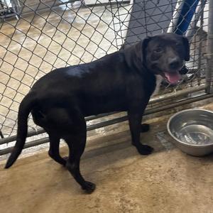 Willow, Terrier, Pit Bull, adult, available for adoption