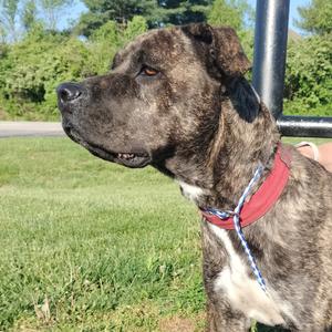 A brindle-colored dog with a red collar looking to the left.