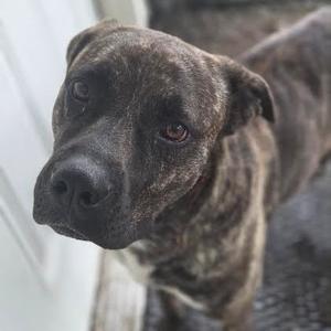 A close-up of a brindle-colored dog with a black muzzle and expressive eyes, looking directly at the camera.