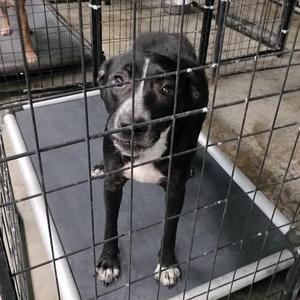 black and white dog standing in a cage