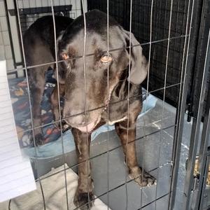 Bowie, Hound, Bloodhound, adult, available for adoption