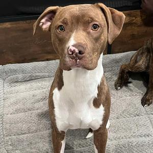 Cooper, Terrier, American Pit Bull, adult, available for adoption