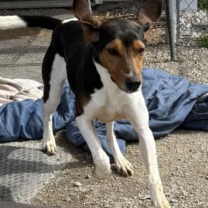 Casey, Coonhound, adult, available for adoption
