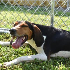 Casey, Coonhound, adult, available for adoption