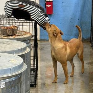 Lacey, Mixed Breed (Medium), adult, available for adoption