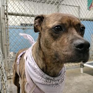 Loretta, Bulldog, adult, available for adoption