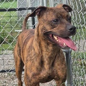 A brindle-colored dog with a muscular build and a happy expression, standing behind a chain-link fence. The dog's mouth is open, showing its teeth and tongue, and it appears to be panting. The background consists of a green, grassy area and the fence.