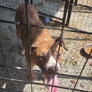 Katie, Terrier, Pit Bull, senior, available for adoption