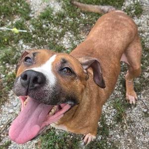 A brown and white dog with a black nose and floppy ears, panting with its tongue out, standing on a gravel surface.