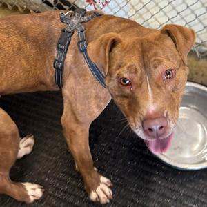 Werther, Mixed Breed (Medium), adult, available for adoption