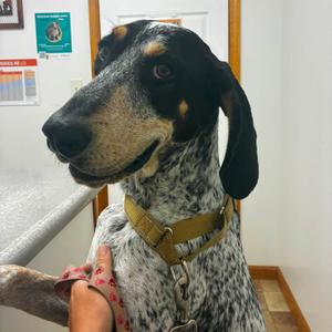 Copper, Coonhound, Bluetick, adult, available for adoption